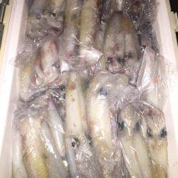 幸風（さちかぜ） 釣果