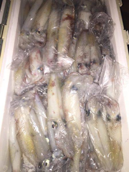 幸風（さちかぜ） 釣果