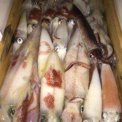 幸風(さちかぜ) 釣果