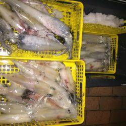 幸風(さちかぜ) 釣果