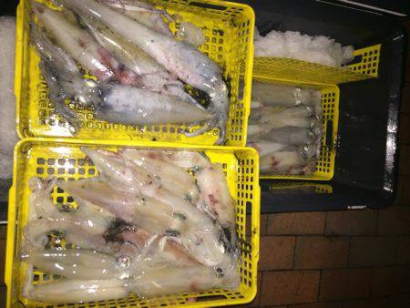 幸風（さちかぜ） 釣果