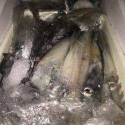 幸風(さちかぜ) 釣果