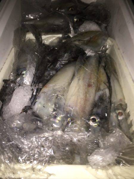 幸風（さちかぜ） 釣果