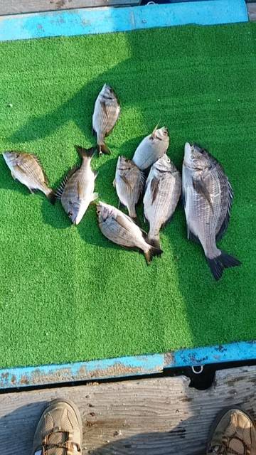 勝丸渡船 釣果