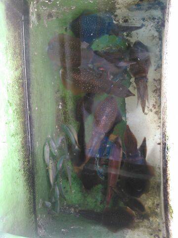 フィッシングガイド りょう 釣果