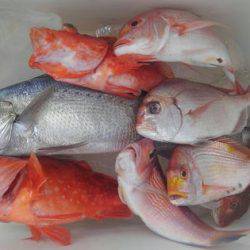 遊漁船 新鋭丸 釣果