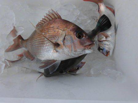 大進丸（新潟） 釣果