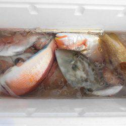 大進丸（新潟） 釣果