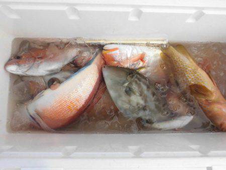 大進丸（新潟） 釣果