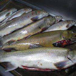 高萩ふれあいの里フィッシングエリア 釣果