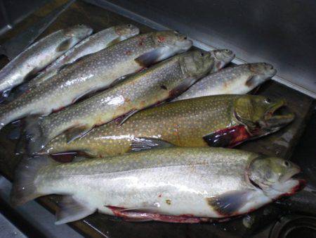 高萩ふれあいの里フィッシングエリア 釣果