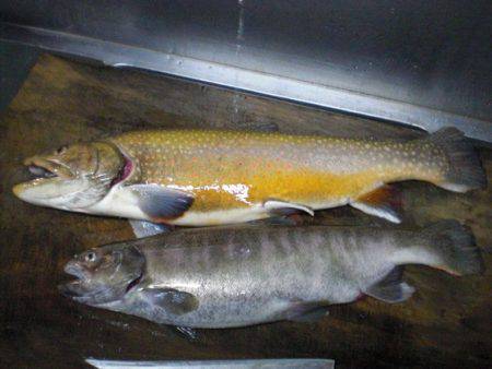 高萩ふれあいの里フィッシングエリア 釣果