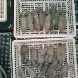 フィッシングガイド りょう 釣果