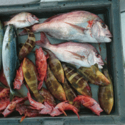 第二ゆず丸 釣果