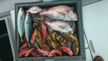 第二ゆず丸 釣果