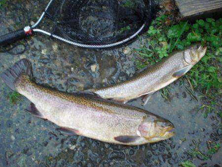 高萩ふれあいの里フィッシングエリア 釣果