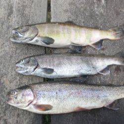 高萩ふれあいの里フィッシングエリア 釣果