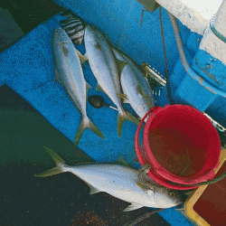 龍神丸(福井) 釣果