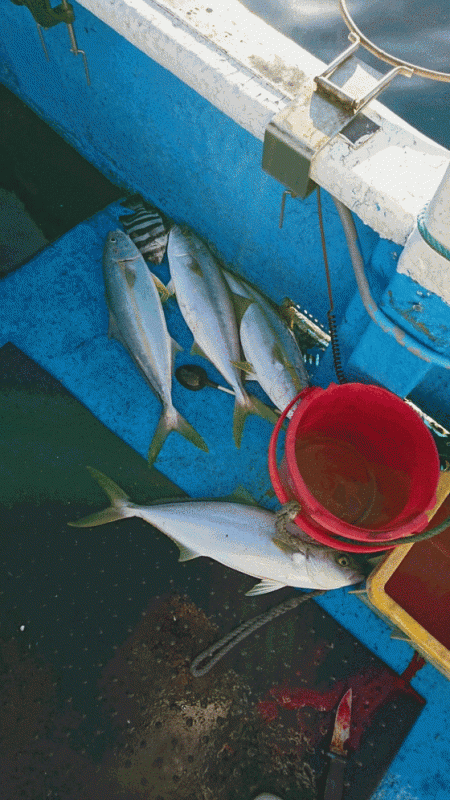 龍神丸（福井） 釣果