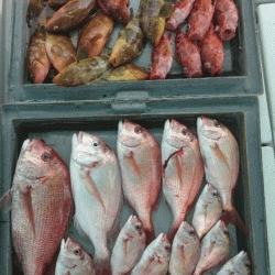 第二ゆず丸 釣果