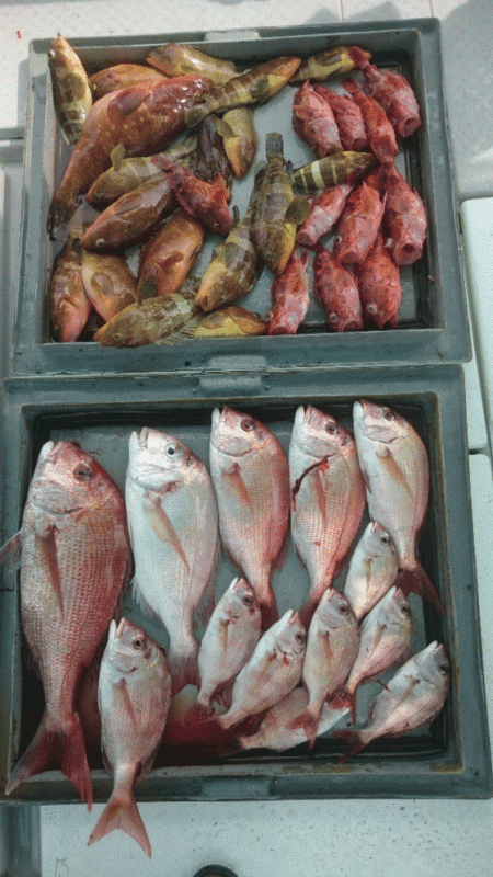 第二ゆず丸 釣果