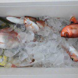 大進丸(新潟) 釣果