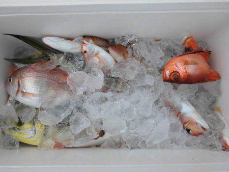 大進丸(新潟) 釣果