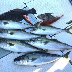 ふじしめ丸 釣果