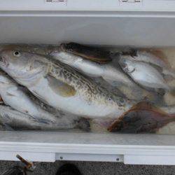 大進丸(新潟) 釣果