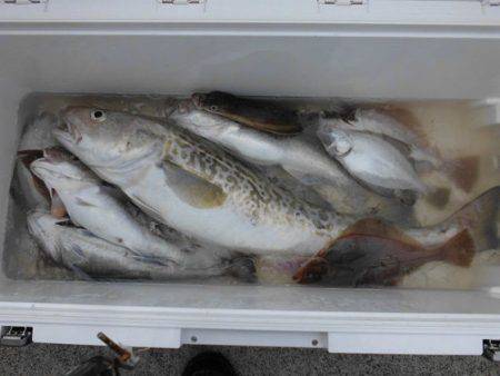 大進丸（新潟） 釣果