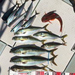 ふじしめ丸 釣果