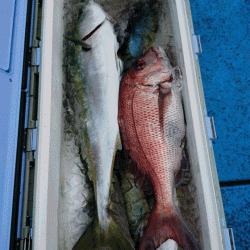 龍神丸（福井） 釣果