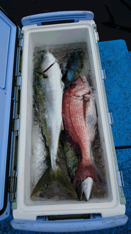 龍神丸（福井） 釣果