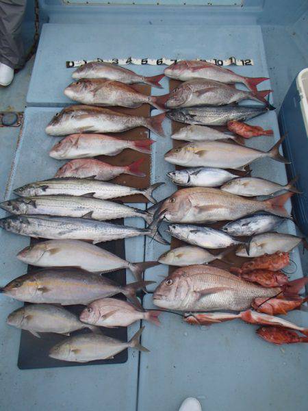 清和丸 釣果