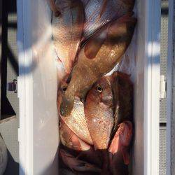 遊漁船高橋 釣果