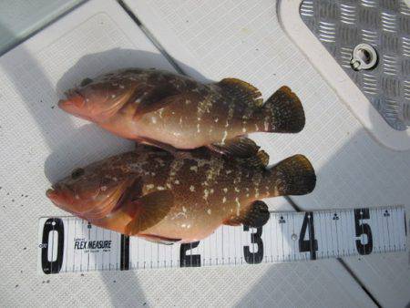 遊漁船 幸友丸 釣果