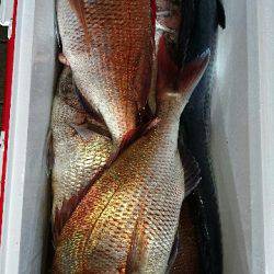 遊漁船ブルーウッズ 釣果