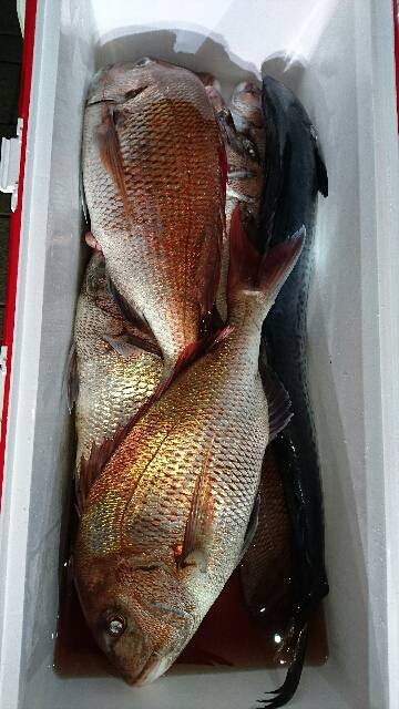 遊漁船ブルーウッズ 釣果