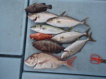 清和丸 釣果