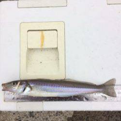 サーフ釣行〜爆風の平砂裏〜【WK釣り日記 No.02】