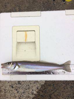 サーフ釣行〜爆風の平砂裏〜【WK釣り日記 No.02】