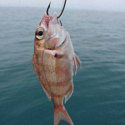 遊漁船ブルーウッズ 釣果