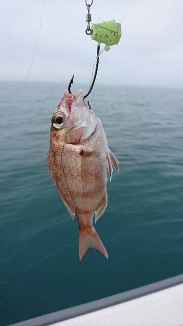 遊漁船ブルーウッズ 釣果