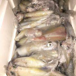 幸風(さちかぜ) 釣果