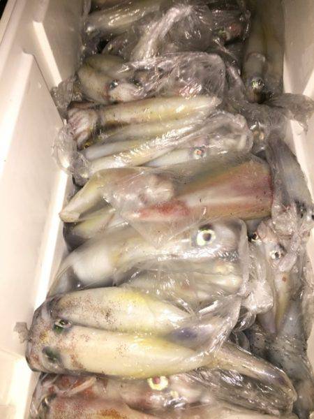 幸風(さちかぜ) 釣果