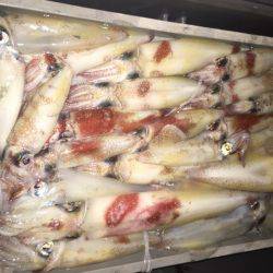 幸風（さちかぜ） 釣果