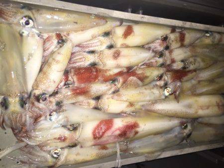 幸風（さちかぜ） 釣果