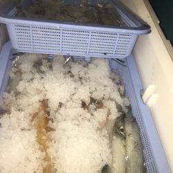 幸風(さちかぜ) 釣果