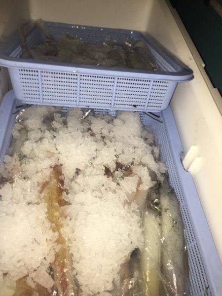 幸風(さちかぜ) 釣果