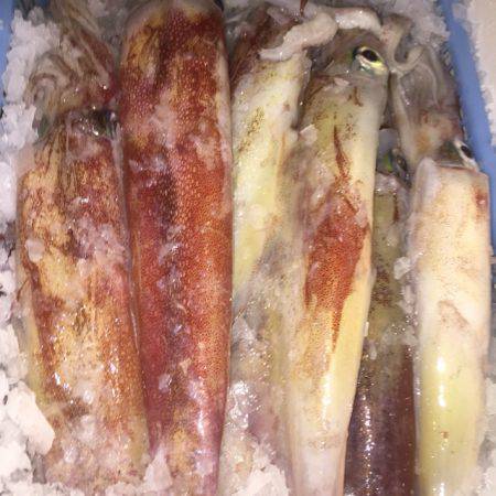 幸風(さちかぜ) 釣果